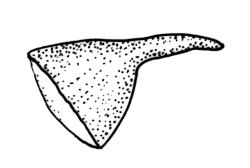 Dicranella schreberiana, operculum, moist. Drawn from J.T. Linzey 3145, CHR 532366.
 Image: R.C. Wagstaff © Landcare Research 2018 